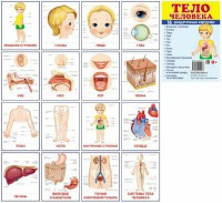 Раздаточные карточки "Тело человека" - fgospostavki.ru - Грозный