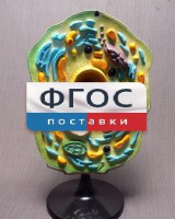Модель "Клетка растения" - fgospostavki.ru - Грозный