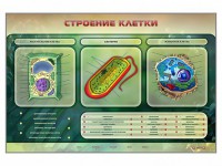 Электрифицированный стенд "Строение клетки" с маркерными полями - fgospostavki.ru - Грозный