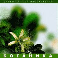 Ботаника. (Цифровая база изображений) - fgospostavki.ru - Грозный