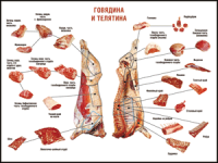 Таблица "Правила разделки мясных туш. Говядина и телятина" (100х140 сантиметров, винил) - fgospostavki.ru - Грозный