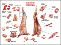 Таблица "Правила разделки мясных туш. Баранина и ягнятина" (100х140 сантиметров, винил) - fgospostavki.ru - Грозный