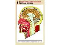 Рельефная таблица "Сагиттальный разрез головы" (формат А1, матовое ламинирование) - fgospostavki.ru - Грозный
