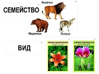 Модель-аппликация "Классификация растений и животных" (ламинированная) - fgospostavki.ru - Грозный