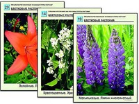 Гербарий фотографический "Основные группы растений" - fgospostavki.ru - Грозный