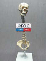 Модель "Позвоночник с черепом и тазом" - fgospostavki.ru - Грозный