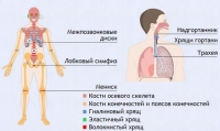 Интерактивные курсы. Биология 9 класс. Базовый. - fgospostavki.ru - Грозный