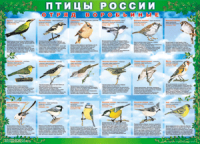 Комплект таблиц "Птицы России (4 листа)" (100х140 сантиметров, винил) - fgospostavki.ru - Грозный