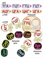 Модель-аппликация Биосинтез белка - fgospostavki.ru - Грозный