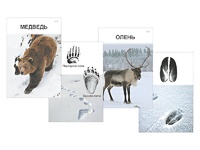 Комплект дидактических карточек "Следы на снегу" - fgospostavki.ru - Грозный