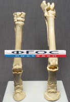 Скелет конечности лошади (передняя и задняя) на подставке - fgospostavki.ru - Грозный