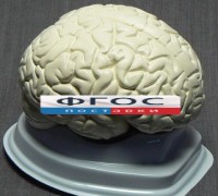 Модель "Мозг в разрезе" (белый) - fgospostavki.ru - Грозный