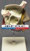 Модель "Разрез носоглотки" - fgospostavki.ru - Грозный