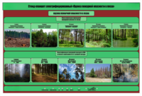 Стенд-планшет электрифицированный «Оценка пожарной опасности в лесах»  - fgospostavki.ru - Грозный