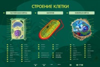 Электрифицированный стенд "Строение клетки" с маркерными полями - fgospostavki.ru - Грозный