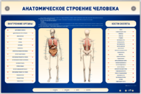 Электрифицированный стенд-тренажер c макетом скелета "Анатомическое строение человека" - fgospostavki.ru - Грозный