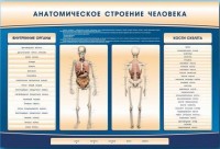 Электрифицированный стенд-тренажер c макетом скелета "Анатомическое строение человека" - fgospostavki.ru - Грозный