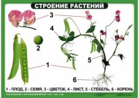 Комплект таблиц "Ознакомление с окружающим миром 1-4 класс" - fgospostavki.ru - Грозный