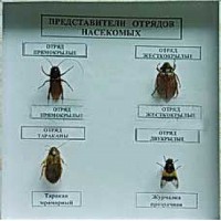 Коллекция энтомологическая "Представители отряда насекомых" - fgospostavki.ru - Грозный