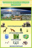 Стенд "Уровни организации живого" - fgospostavki.ru - Грозный