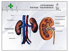 Стенд "Строение почки человека" - fgospostavki.ru - Грозный