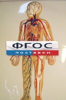 Модель барельефная "Кровеносная система человека" - fgospostavki.ru - Грозный