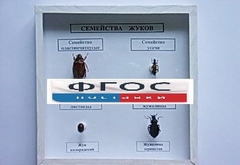 Коллекция "Семейство жуков" - fgospostavki.ru - Грозный