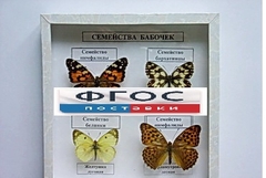 Коллекция "Семейство бабочек" - fgospostavki.ru - Грозный