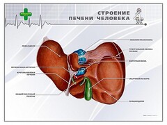 Стенд "Строение печени человека" - fgospostavki.ru - Грозный