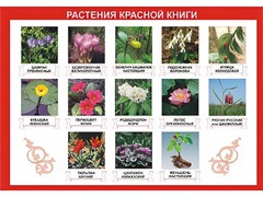 Таблица демонстрационная "Растения Красной книги" (винил 100*140) - fgospostavki.ru - Грозный