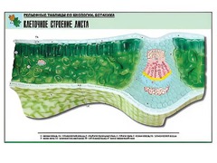 Рельефная таблица "Клеточное строение листа" (формат А1, матовое ламинирование) - fgospostavki.ru - Грозный