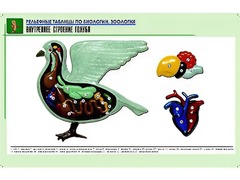 Рельефная таблица "Внутреннее строение голубя" (формат А1, матовое ламинирование) - fgospostavki.ru - Грозный