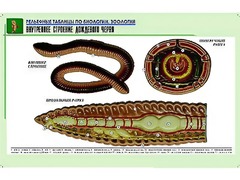 Рельефная таблица "Внутреннее строение дождевого червя" (формат А1, матовое ламинирование) - fgospostavki.ru - Грозный