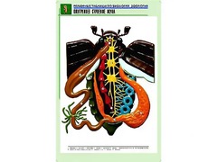 Рельефная таблица "Внутреннее строение жука" (формат А1, матовое ламинирование) - fgospostavki.ru - Грозный