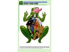 Рельефная таблица "Внутреннее строение лягушки" (формат А1, матовое ламинирование) - fgospostavki.ru - Грозный