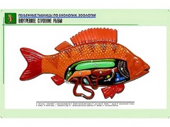 Рельефная таблица "Внутреннее строение рыбы" (формат А1, матовое ламинирование) - fgospostavki.ru - Грозный