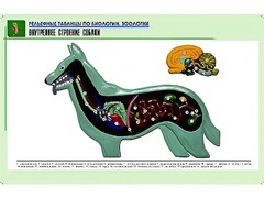 Рельефная таблица "Внутреннее строение собаки" (формат А1, матовое ламинирование) - fgospostavki.ru - Грозный