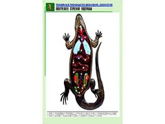 Рельефная таблица "Внутреннее строение ящерицы" (формат А1, матовое ламинирование) - fgospostavki.ru - Грозный