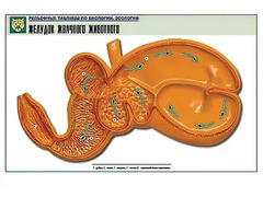 Рельефная таблица "Желудок жвачного животного" (формат А1, матовое ламинирование) - fgospostavki.ru - Грозный