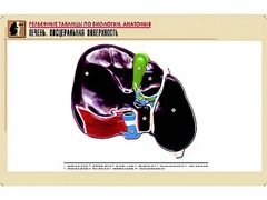 Рельефная таблица "Печень. Висцеральная поверхность" (формат А1, матовое ламинирование) - fgospostavki.ru - Грозный
