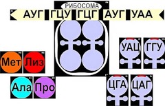 Модель-аппликация "Биосинтез белка" (ламинированная) - fgospostavki.ru - Грозный