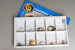Коллекция "Раковины моллюсков" - fgospostavki.ru - Грозный