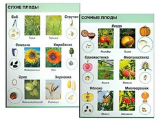 Коллекция "Семена и плоды" - fgospostavki.ru - Грозный