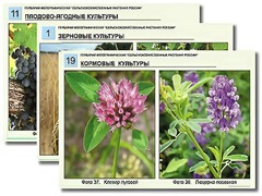 Гербарий фотографический "Сельскохозяйственные растения России" - fgospostavki.ru - Грозный