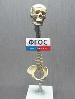 Модель "Позвоночник с черепом и тазом" - fgospostavki.ru - Грозный