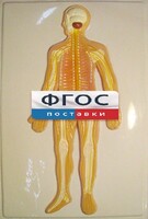 Модель барельефная "Нервная система человека" - fgospostavki.ru - Грозный
