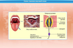 Интерактивные курсы. Биология 10 класс. Расширенный. - fgospostavki.ru - Грозный