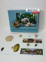Коллекция "Раковины моллюсков" - fgospostavki.ru - Грозный