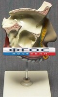Модель "Разрез носоглотки" - fgospostavki.ru - Грозный