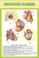 Стенд "Строение сердца" - fgospostavki.ru - Грозный